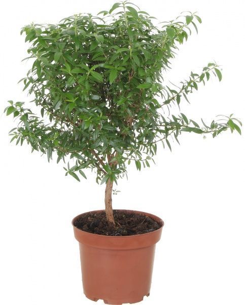 Растение Мирт communis на штамбе 12/30