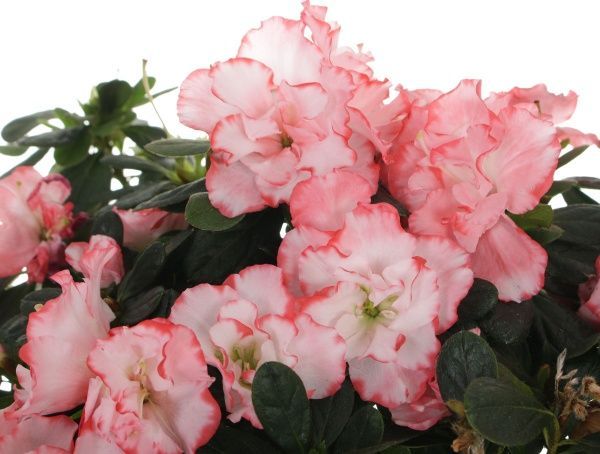 Растение комнатное Азалия микс 14x40 см