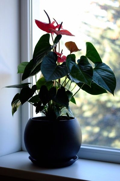 Горшок керамический Ориана-Запорожкерамика Шар крошка круглый 9 л черный 