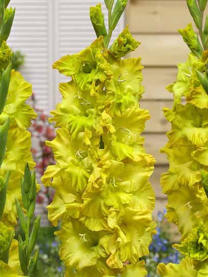 Бульбоцибулина гладіолуса Бліц 3 шт. 