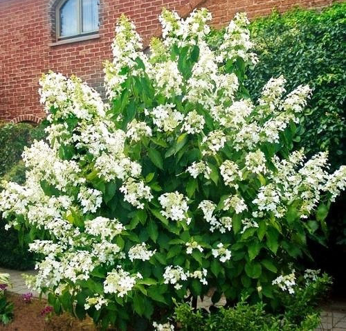 Рослина Гортензія/ Hydrangea paniculata Levana С3, H 40-60