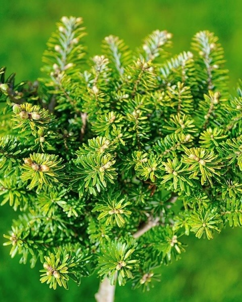 Пихта корейская / Abies koreana Cis, С20 Pa