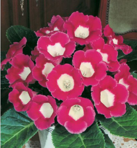 Цибулина Яскрава Глоксінія Blanche de Meru 1 шт.