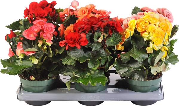 Растение Бегония микс 13x30 см