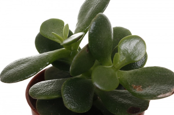 Рослина кімнатна Сукулент мікс 5х8 см