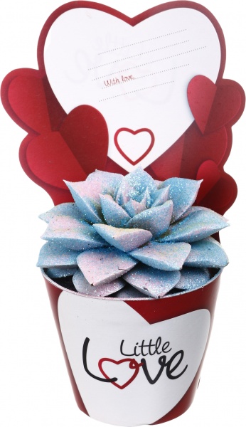 Растение комнатное Эхеверия мульти-цветная с картой лав d9/h10