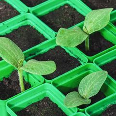 Растения, семена и горшки