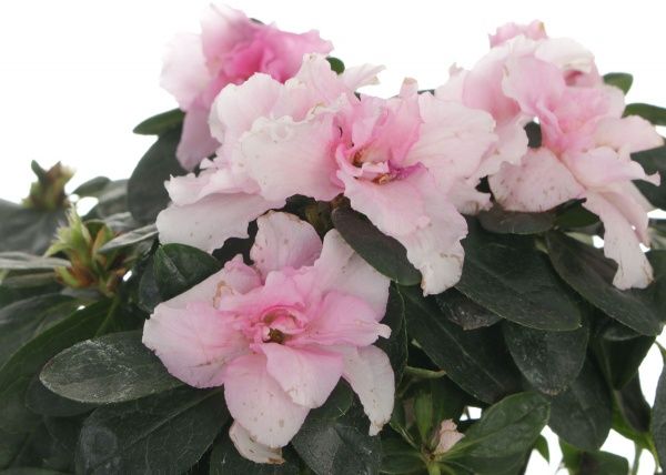 Растение комнатное Азалия микс 12x30 см