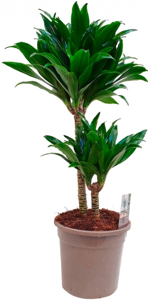 Растение комнатное Драцена 17x50-55 Compacta 2 стволы