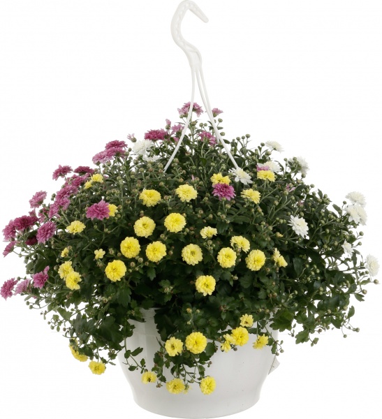 Растение Хризантема микс подвесная 25x40 см
