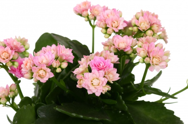 Растение декоративное Каланхое Розалин микс (12/25)