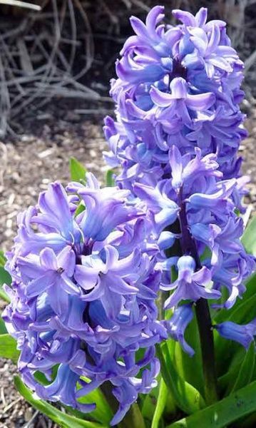 Луковица Яскрава Blue Giant 2 шт. 