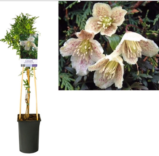 Растение Клематис серхоза белирика d17/h75