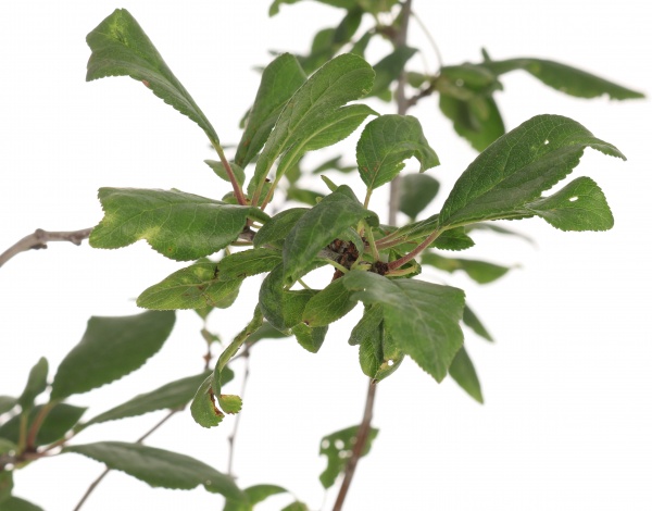 Саженец Декоплант сливы 2р (C7)