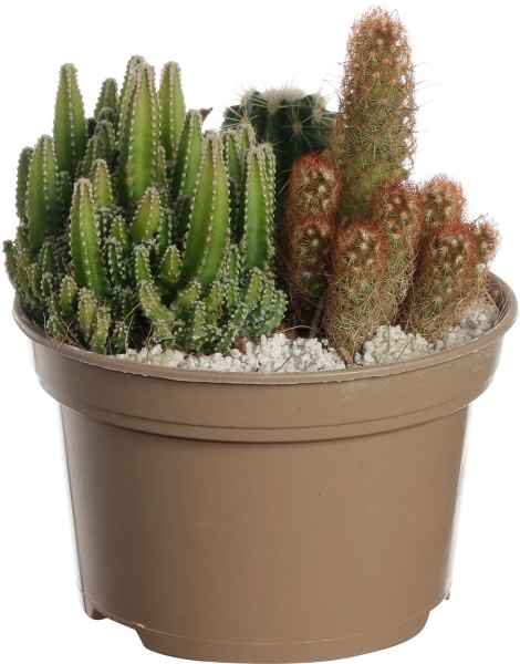 Кактус микс в плошке 13/25