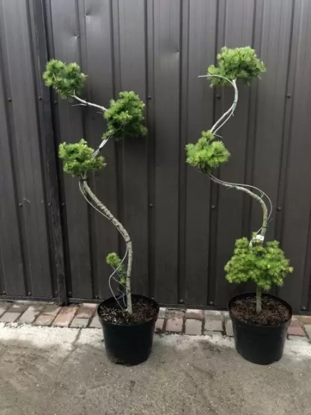 Растение Лиственница японская / Larix kaempferi S Bonsai, С10