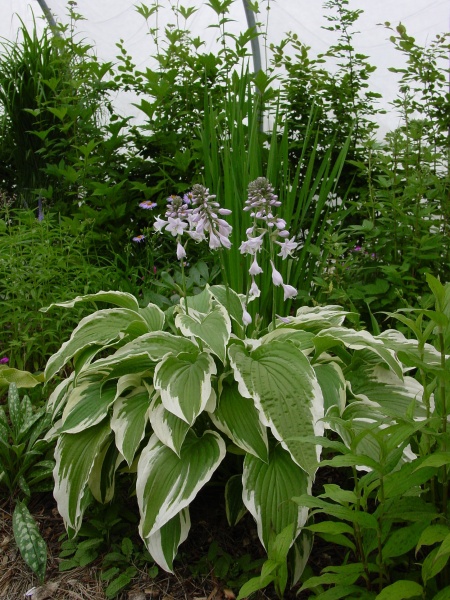 Корневище хосты Моехейм 1 шт. 