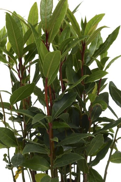 Растение комнатное Лавр 9х25 см