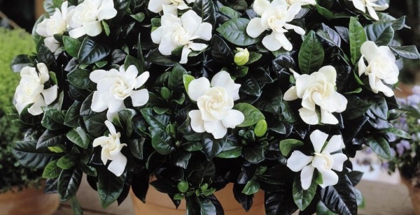 Растение Гардения жасминоидес 13/25