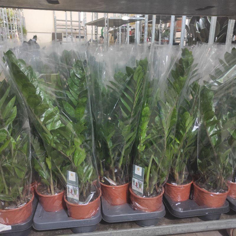 Растение Замиокулькас 14х55-60