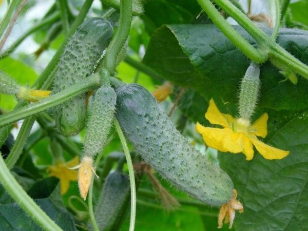 Семена Професійне насіння огурец Шакти F1 10 шт. (4820176695765)