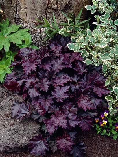 Корневище гейхеры Палас Перпл 1 шт. 