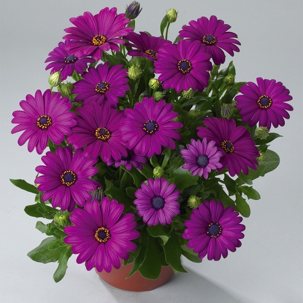 Рослина Остеоспермум d12/h20