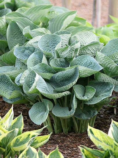 Кореневище Heemskerk Vasteplanten B.V. хости Абіква Дрінкінг Гоуд 1 шт.