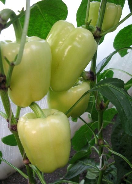 Насіння Професійне насіння перець Блонді F1 8 шт. (4823058207186)