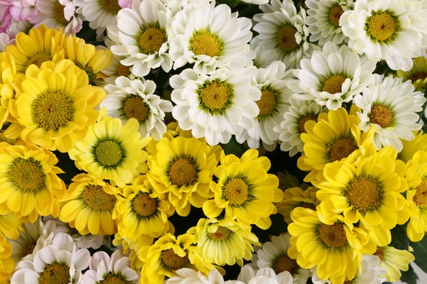 Растение Хризантема росси микс в горшке d14/h25