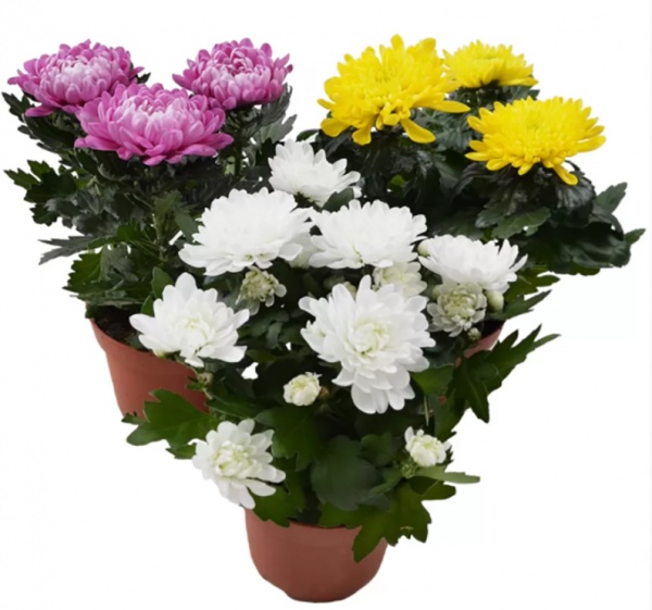 Растение Хризантема микс 9/20