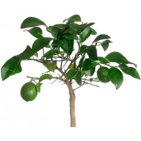 Растение комнатное Цитрус микс 3 сорта 15/45