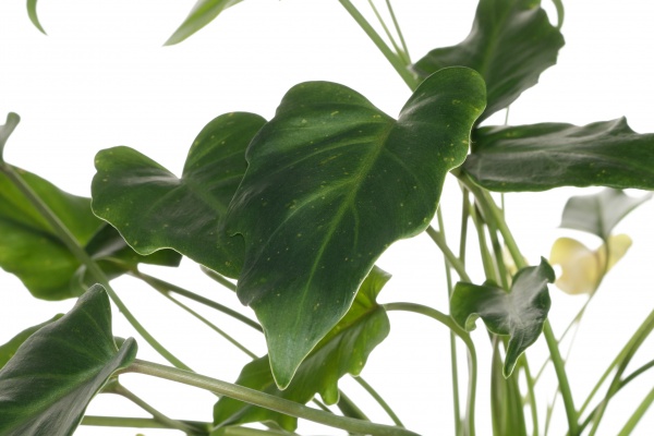 Растение филодендрон микс 14/35