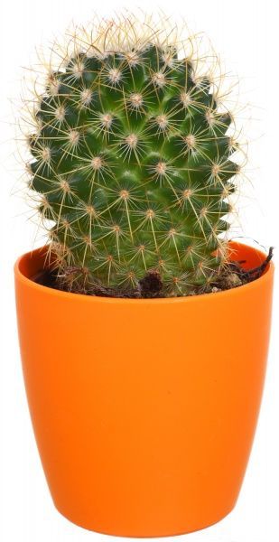 Рослина Кактус мікс в горщику магніт 7/10