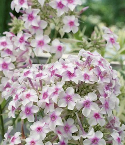 Корневище Яскрава Флокс Miss Holland 1 шт. 