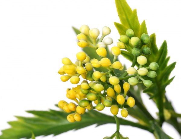 Растение искусственное Физалис перуанский