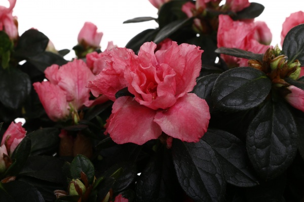 Рослина кімнатна Азалія мікс 17/35