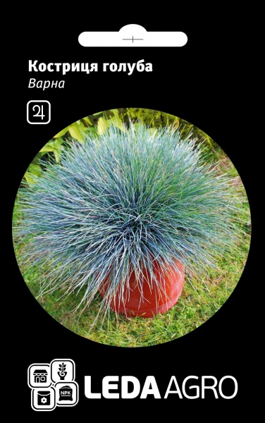 Семена LedaAgro овсянница Варна 0,2 г (4820119797389)