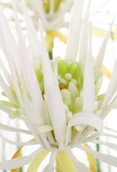 Композиция Cноп