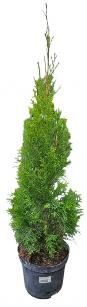 Растение Туя западная Smaragd (V19-F23 h140-160 EXTRA WRB)