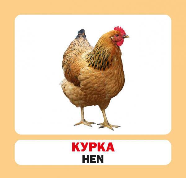 Книга «Навчальний посібник. Домашні тварини.англ.»