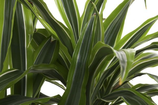 Рослина кімнатна Dra Lemon Lime 60-30-15