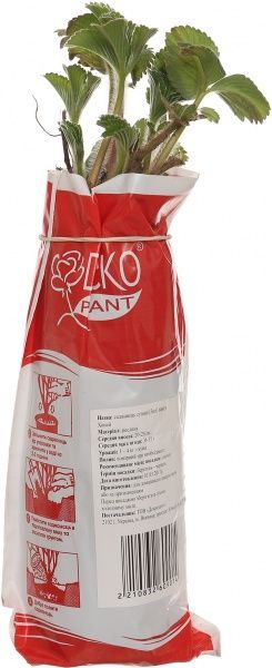 Саженец земляники Хоней 5 шт.