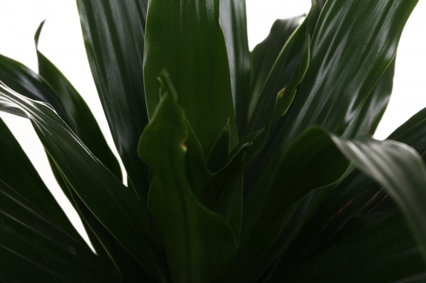 Рослина кімнатна Драцена Компакта 12/25