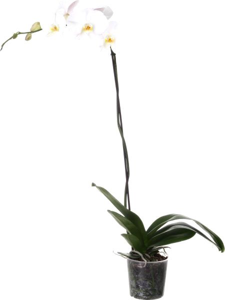 Растение Фаленопсис 1 ствол d12 h40 + A2