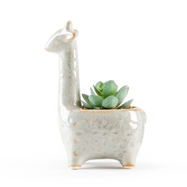 Растение декоративное DH-FLOWERS-20 GREEN/WHITE 