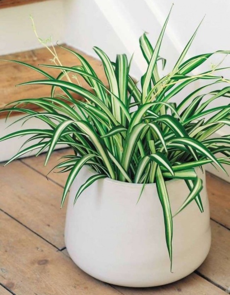 Растение Хлорофитум Океан 12/20