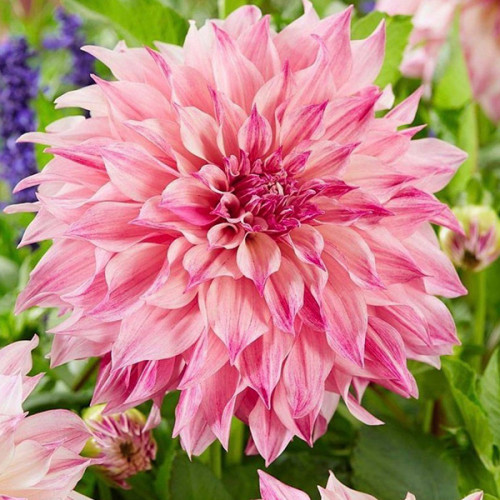 Корнеклубень Георгина Cafe Au Lait Royal 