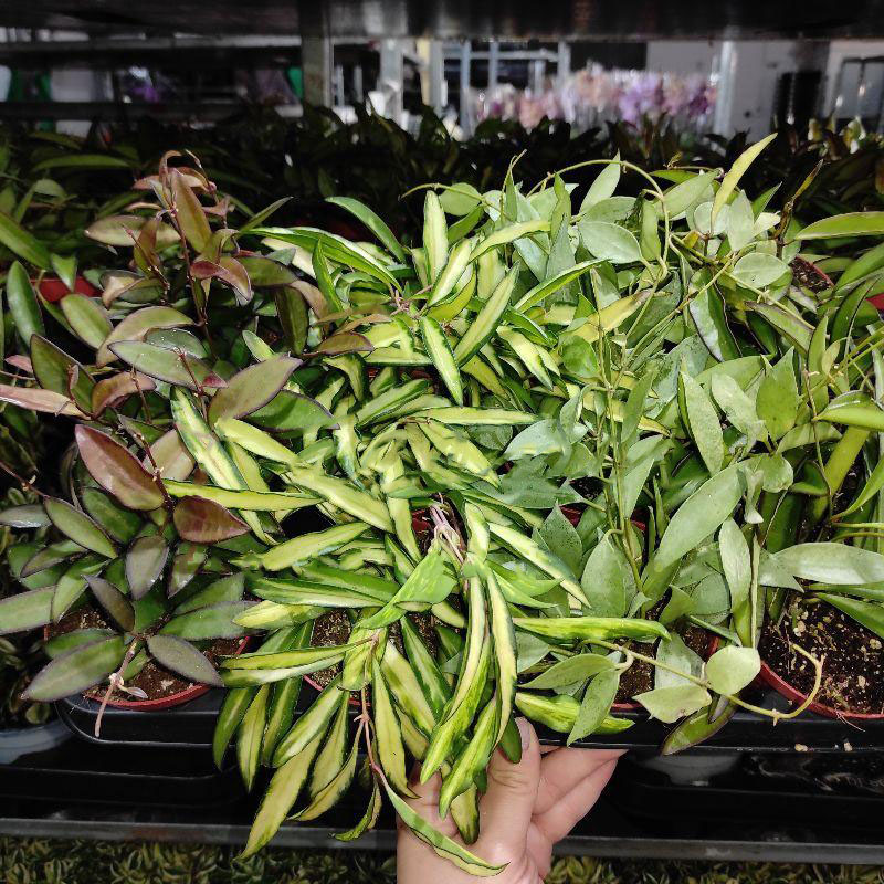 Растение Хойя 9х10 микс