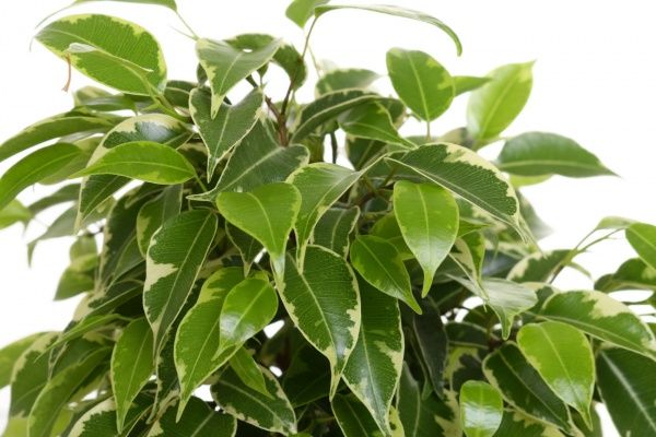 Растение Фикус Кинки 12/30